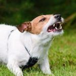 Dog6 Dog6