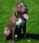 Dog_PitBull Dog_PitBull